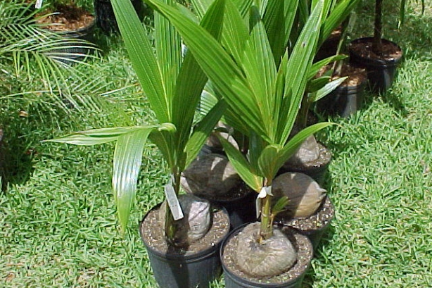 Featured Image